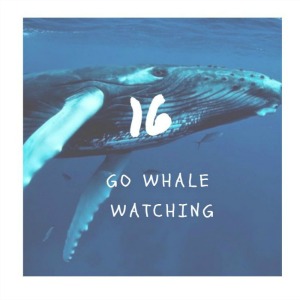 go whale watching