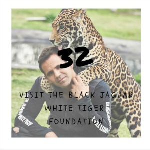 visit the black jaguar,white tiger foundation