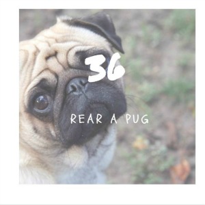 rear a pug